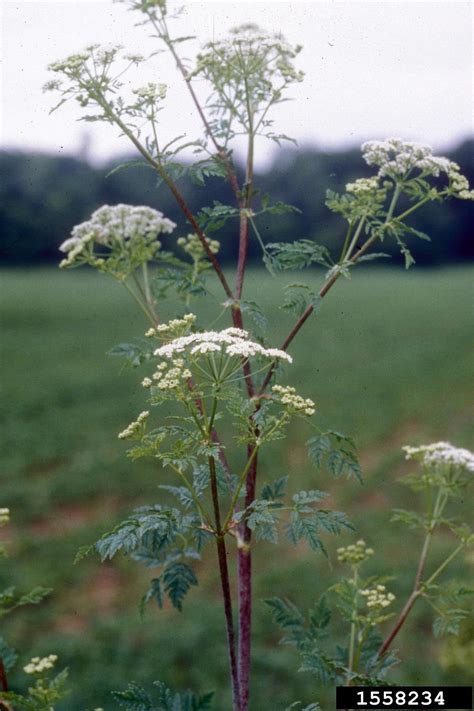 Poison Hemlock Conium Maculatum