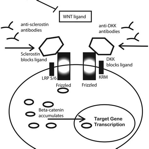 Simplified Wnt Signaling Pathways Wnt Ligands Are Blocked From Binding Download Scientific