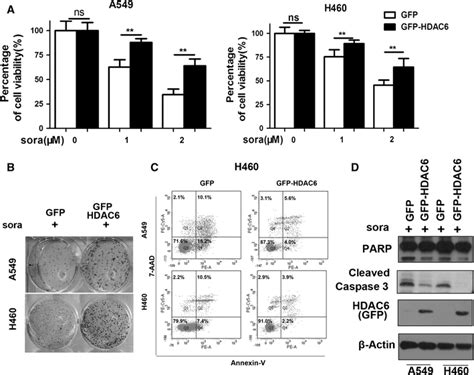 Effect Of Overexpression Of Hdac On The Nsclc Cells Sensitivity To