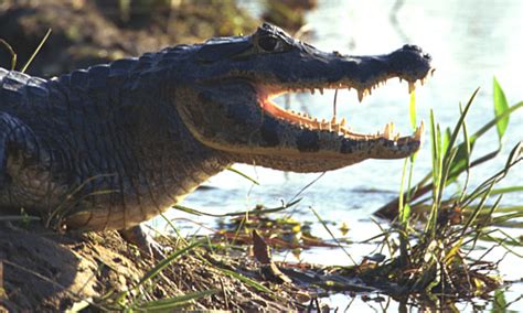 Black Caiman Animal - Facts, Diet & Habitat Information