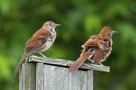 Brown Thrasher | Audubon Field Guide