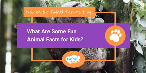 What are Some Fun Animal Facts for Kids? - Twinkl