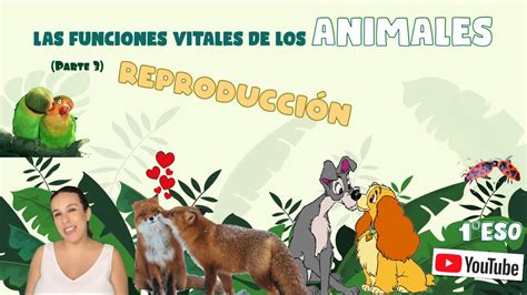 Las Funciones Vitales De Los Animales La FunciÓn De ReproducciÓn