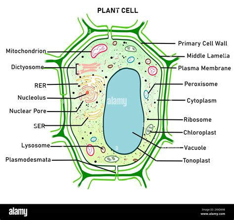 Structure of a plant cell, illustration. Plant cells differ from animal ...