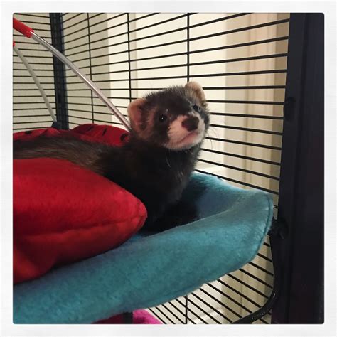 Baby Ferret on Blue and Red Pillow