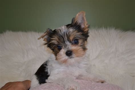 Akc Yorkie Puppies For Sale In Tn Northshore Yorkshire Terriers