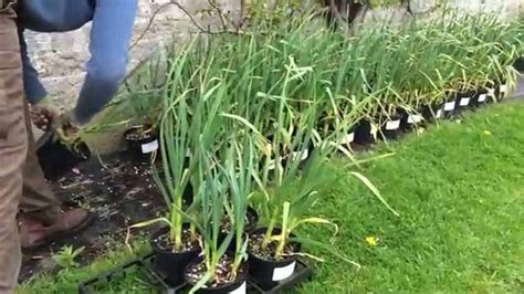 How to Grow Garlic in Pots? – The Housing Forum