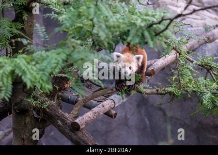 Red Panda. Species: fulgens,Genus: Ailurus,Family: Ailuridae,Order ...