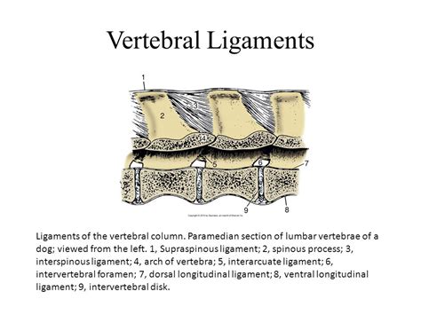 Efe Veterinary Science Ppt Video Online Download