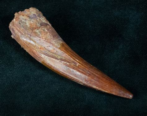 Beautiful 273 Spinosaurus Tooth For Sale 12240