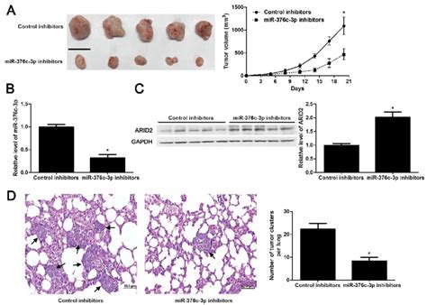 Knockdown Of Mir 376c 3p Inhibits Hcc Growth And Metastasis In Vivo Download Scientific