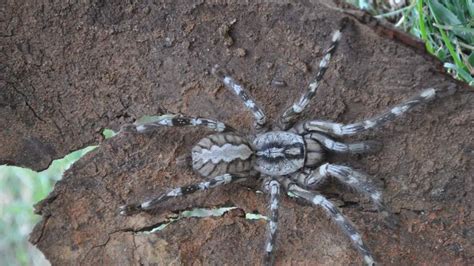 Tarantula The Size Of A Human Face Discovered | Scoop News | Sky News