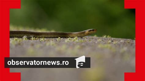 Reptilele veninoase care s au înmulţit în România muşcătura poate