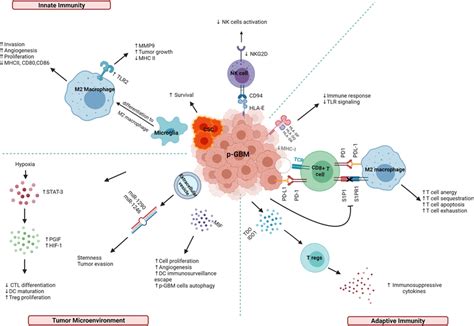 Immune Altering Mechanisms In Pediatric Glioblastoma Created With