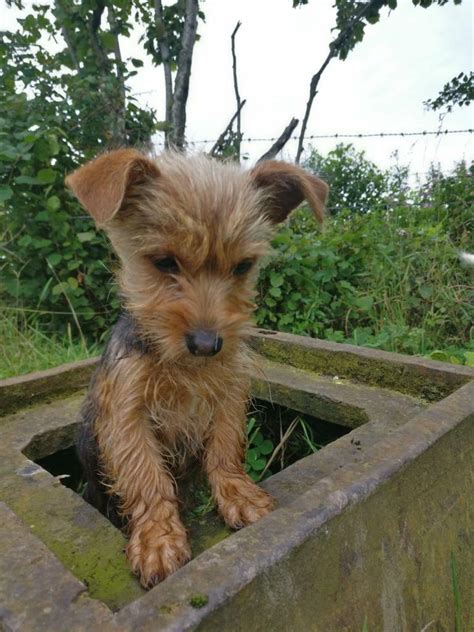 Jack Russel X Yorkshire Terrier Pup In Chester Cheshire Gumtree