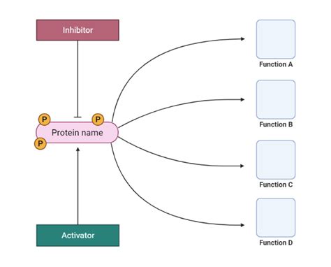 Protein Function Scheme Layout Biorender Science Templates