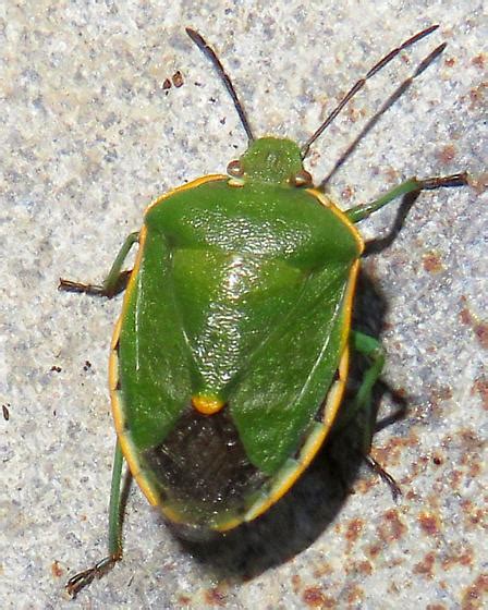 Conchuela Bug Chlorochroa Ligata Chlorochroa Ligata BugGuide Net