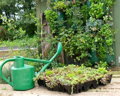 Sedum Green Roof Installation| Sedum Module | Sedum Green Roof