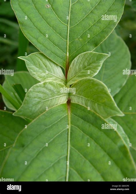 Achyranthes Aspera Prickly Chaff Flower Devil´s Horsewhip India