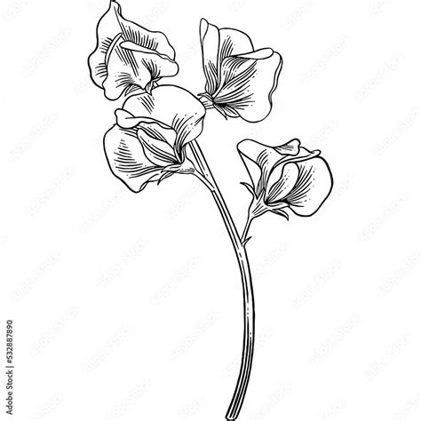 Hand Drawn Sweet Pea Flower Sketch Illustration Stock Vector Adobe Stock