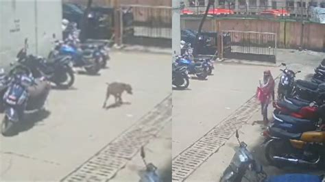 Mumbai Shocker Woman Throws Acid At Stray Dog Animal Loses One Eye In