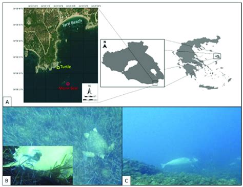 A Locations Of The Loggerhead Sea Turtle Caretta Caretta And The