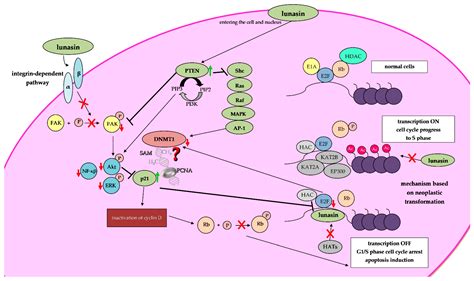 IJMS Free Full Text Lunasin And Its Epigenetic Impact In Cancer