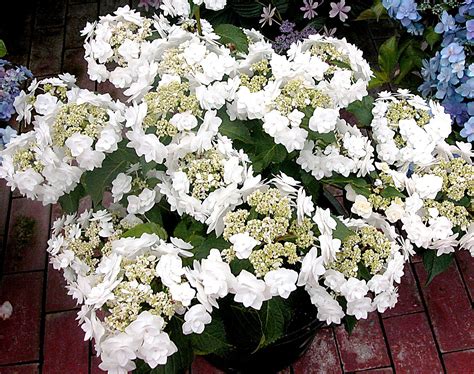 Gorgeous White Hydrangeas For Your Garden White Hydrangea Bigleaf