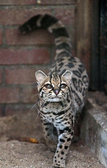 Stunning Margay Cat (often confused with an Ocelot) : r/aww