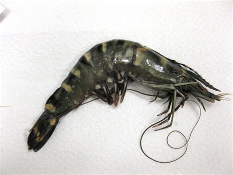 An Early Study Shows the Invasion of the Asian Tiger Shrimp Could Have ...
