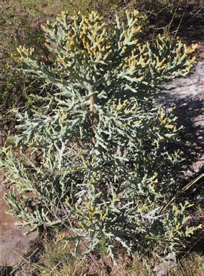 Digital Flora Of Madagascar Euphorbia Stenoclada Subsp Ambatofinandranae