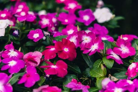 Departments Flowering Vinca Cora® Mix 4