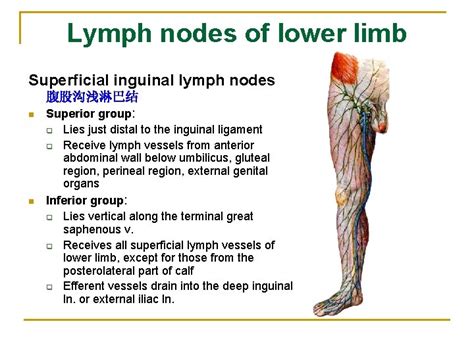 The Lymphatic System The Lymphatic System Heart Vein