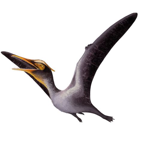 Pterosaurs & Flying Dinosaurs | Facts About Pterosaurs