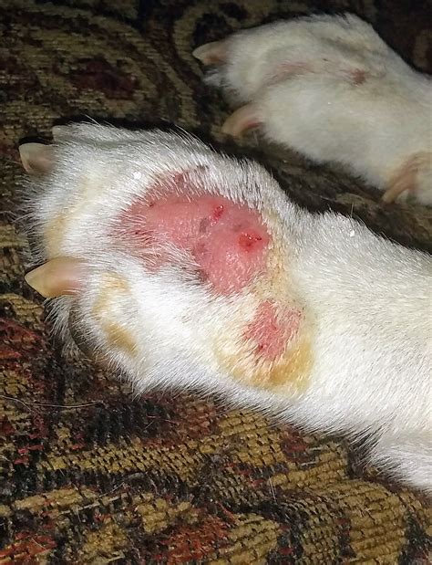 Does it look like my dog has mange??? Veterinarian bills are crazy