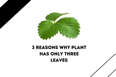 Why Your Plant Has Only Three Leaves 3 Shocking Reasons