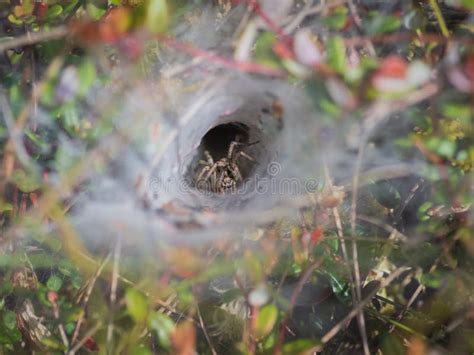 Tunnel Web Spider& X27;s Web Soaked in Morning Dew Constructed on the ...