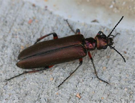 Blister Beetle Lytta Polita Bugguide Net