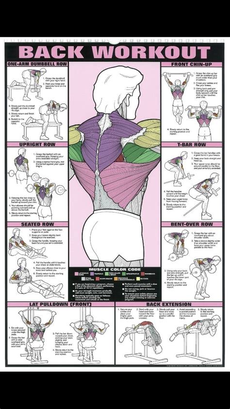 Back Muscle Diagram Workout / Diagram of exercises that target specific ...