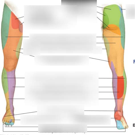 LL Cutaneous Innervation Diagram Quizlet