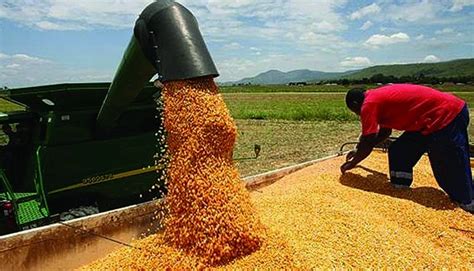 Mep Agricultores Estimam Colher Mais De Mil Toneladas De Milho