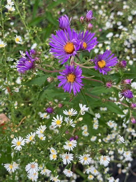 Chrysanthemums vs. asters: Which is better to dress up your Northeast