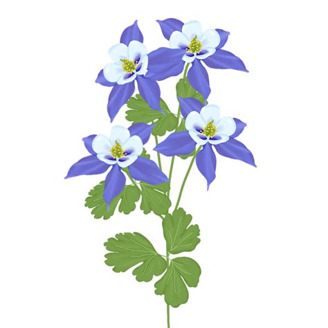 aquilegia flower illustration 23451049 PNG