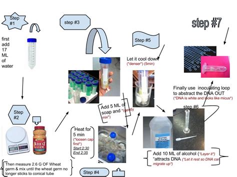 Dna Extraction Lab Biology
