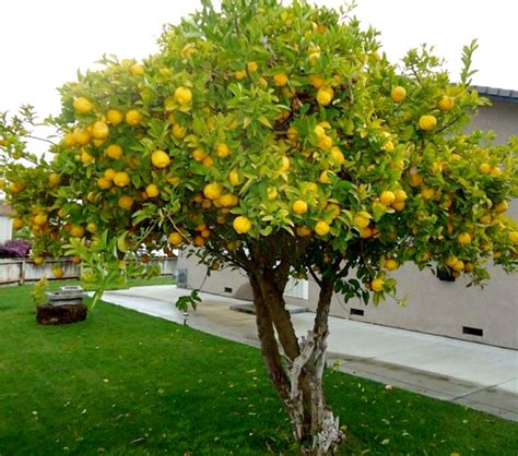 La Distancia Ideal Entre Limoneros Al Plantarlos Descubre El Secreto