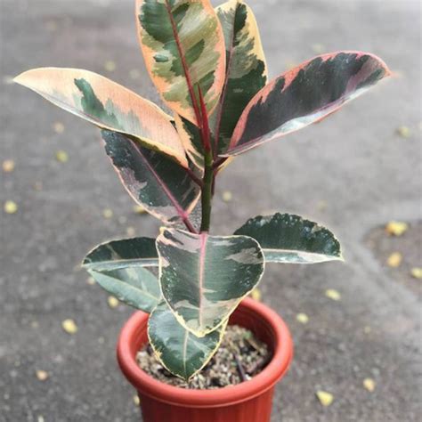 Ficus Elastica Ruby Buy Rubber Plant Nursery Nisarga