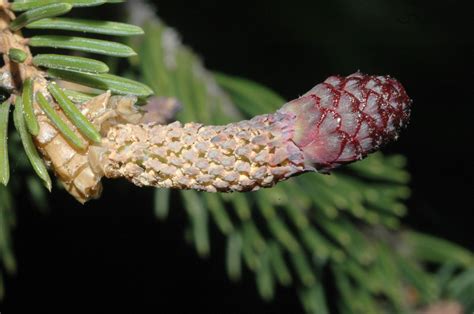 Picea Asperata Pinaceae Image 168448 At PhytoImages Siu Edu