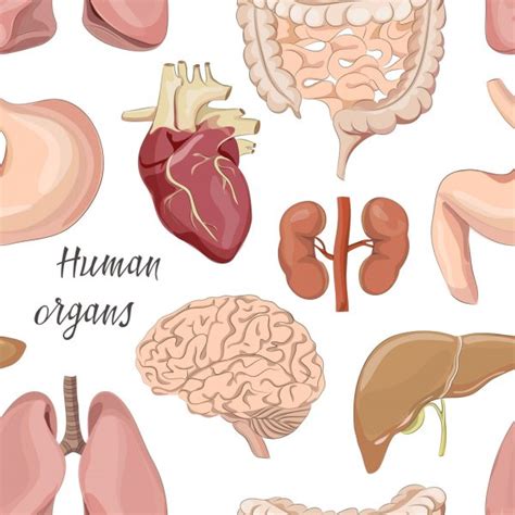 Human organs skin Imágenes Vectoriales Gráfico Vectorial de Human