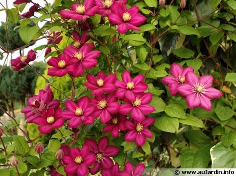 La Taille Des Cl Matites Grandes Fleurs Fleurs Vivaces Clematite