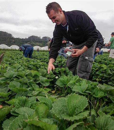 Good Taste - Driscoll's University: a berry farm tour